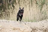 CANE CORSO 439
